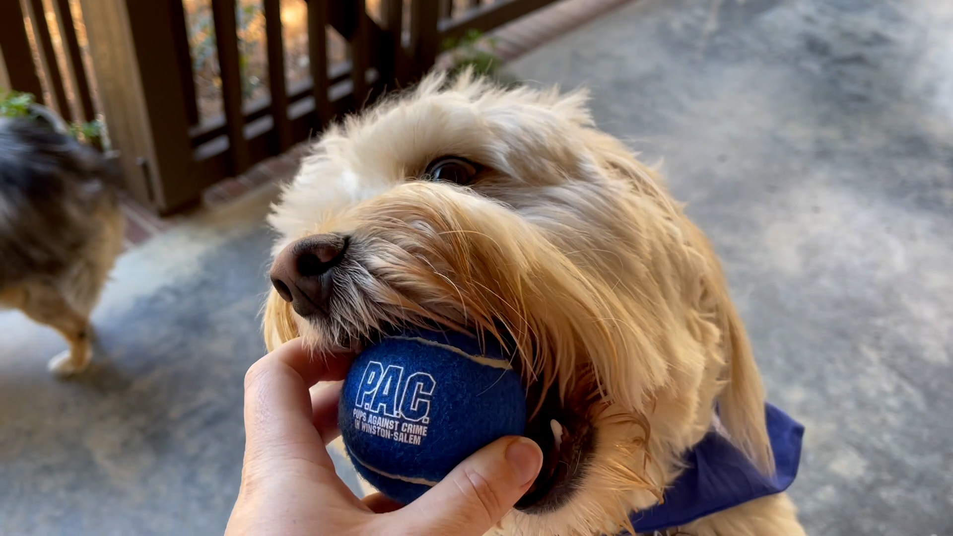 Thumbnail image for Pups Against Crime